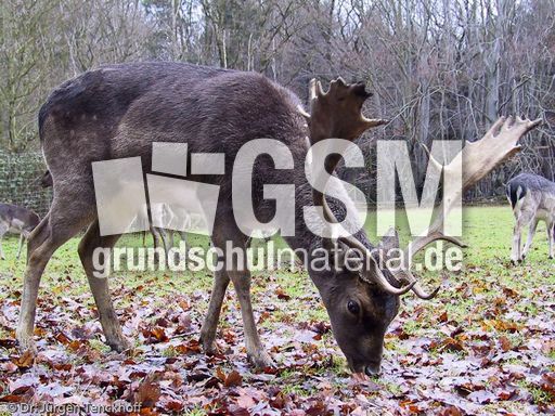 Hirsche (10 von 20).jpg